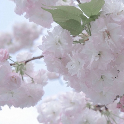 白沙福瑞交流群